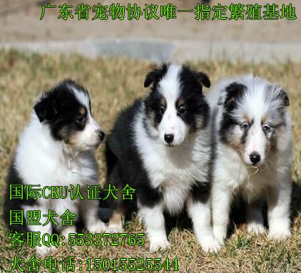 供应苏格兰牧羊犬 出售纯种苏格兰牧羊幼犬