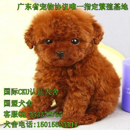 广州市泰迪熊幼犬厂家供应泰迪熊幼犬出售纯种泰迪熊幼犬品相好 贴身宠物 上门多只挑选