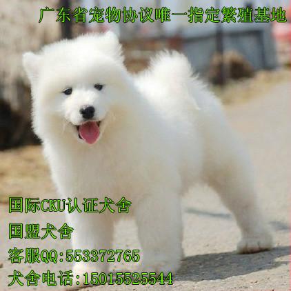 供应纯种萨摩幼犬宝宝