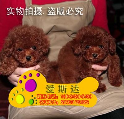 供应犬舍直销比熊宝宝和泰迪宝宝纯度100购买有保障图片