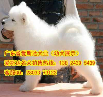 供应出售纯种3个月萨摩耶犬 骨骼好 广州品质第一萨摩耶