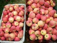 供應(yīng)山東嘎啦蘋果