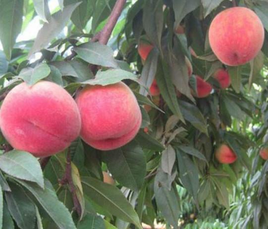 供應(yīng)映霜紅