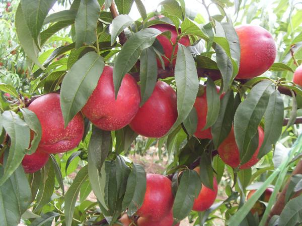 供應(yīng)9602甜油桃