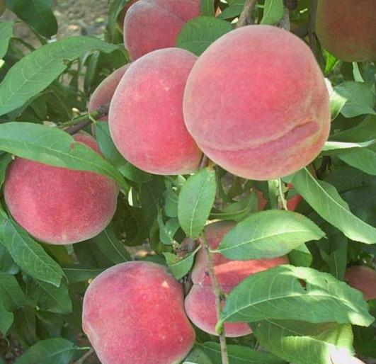 供應(yīng)映霜紅