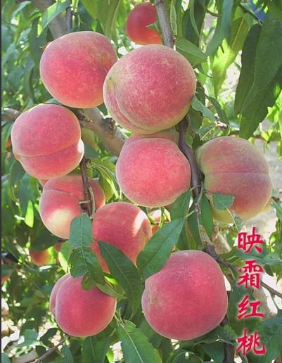 供應(yīng)映霜紅