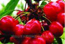 供應(yīng)各類優(yōu)質(zhì)櫻桃