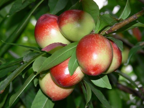 供應(yīng)9602甜油桃