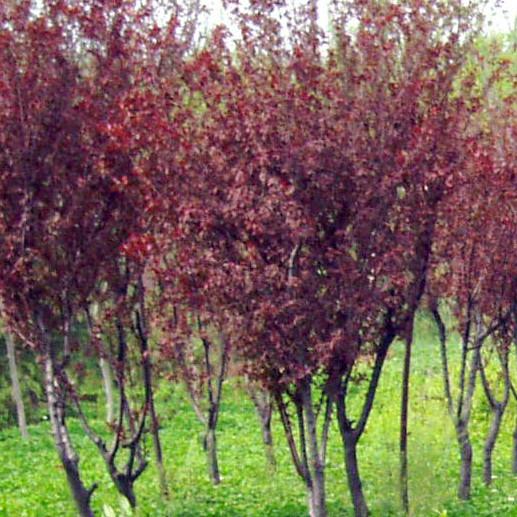 供應(yīng)各類綠化苗木