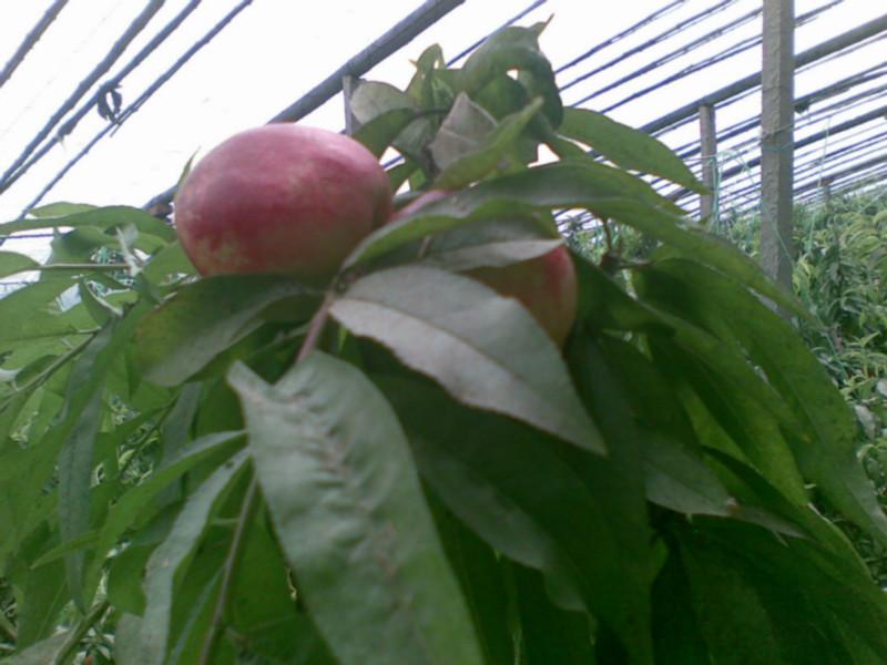 供應(yīng)9602甜油桃