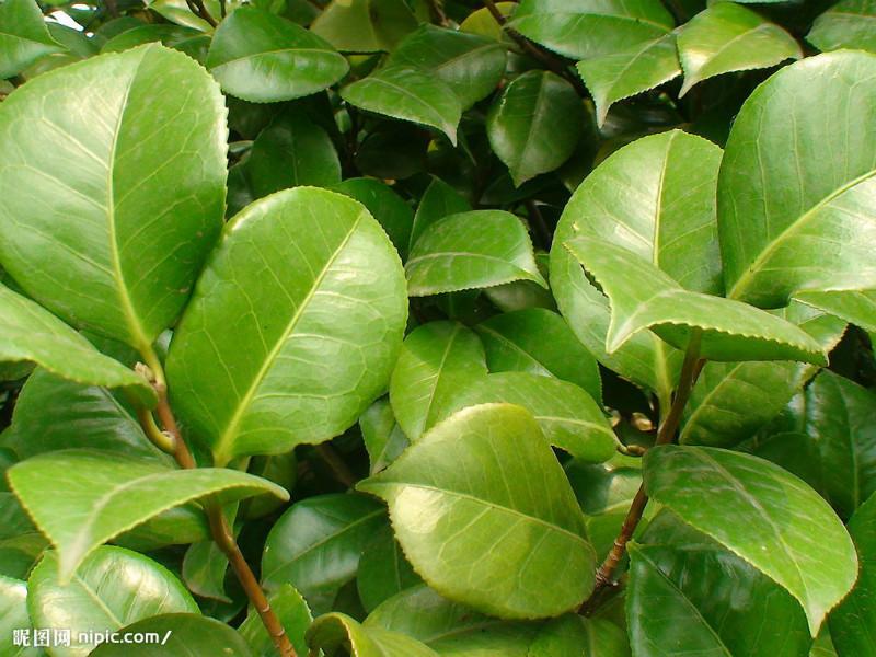 供應(yīng)各類綠化苗木