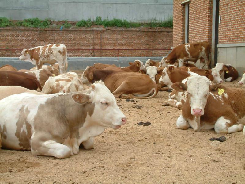 供应山西肉牛，山西肉牛价格，山西肉牛品种图片