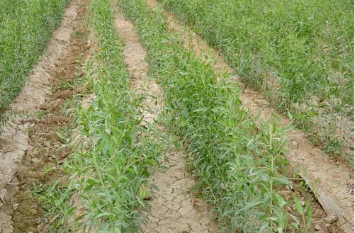 供應(yīng)0207枸杞苗 寧夏寧杞7號枸杞苗寧杞9號枸杞苗提前*，簽訂合法合同，預(yù)付30%訂金。