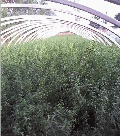 枸杞苗0207好品種寧杞7號苗木圖片