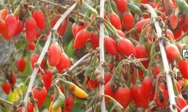 供應(yīng)0207寧杞7號(hào)枸杞苗優(yōu)質(zhì)產(chǎn)品