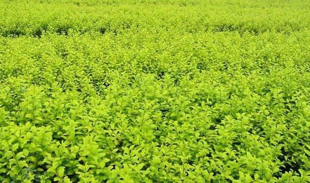 供應(yīng)枸杞苗0207寧杞7號   枸杞苗木價格