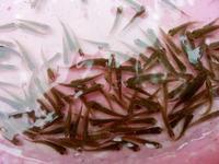 白洋淀魚(yú)苗圖片