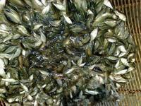 供應(yīng)夏花鯉魚,夏花鯉魚價(jià)格，夏花鯉魚批發(fā)，夏花鯉魚*報(bào)價(jià)