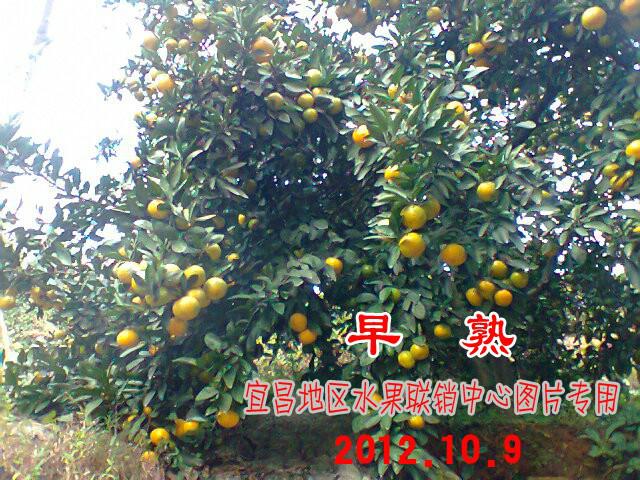 供應(yīng)宜昌蜜桔A