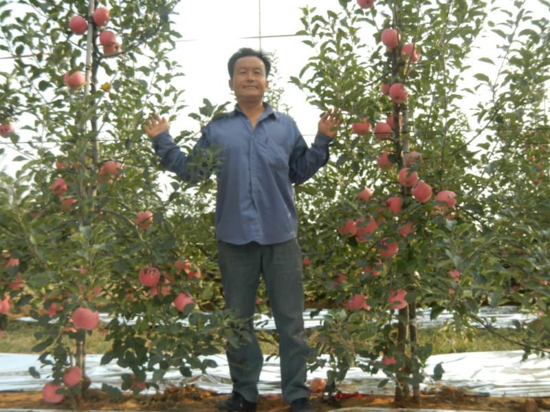 m9t337矮化自根砧種苗，優(yōu)質(zhì)的八棱海棠實(shí)生苗，蒙陰甜茶實(shí)生苗