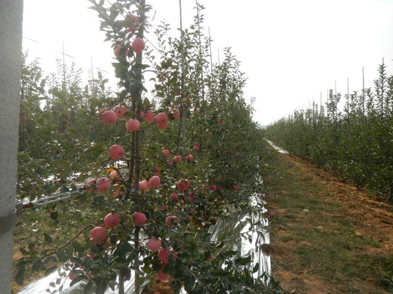 m9t337矮化自根砧種苗，優(yōu)質(zhì)的八棱海棠實(shí)生苗，蒙陰甜茶實(shí)生苗