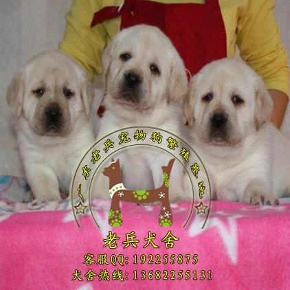 供应拉布拉多幼犬，拉布拉多幼犬报价，拉布拉多幼犬好养吗？图片