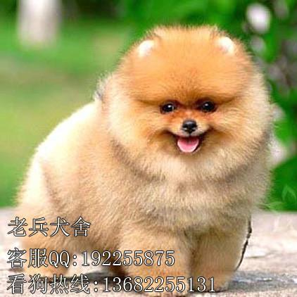 供应博美犬图片