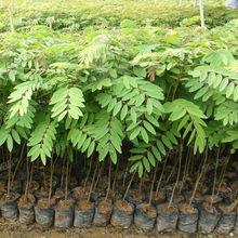 供應(yīng)鐵刀木價格，鐵刀木價錢，鐵刀木報價