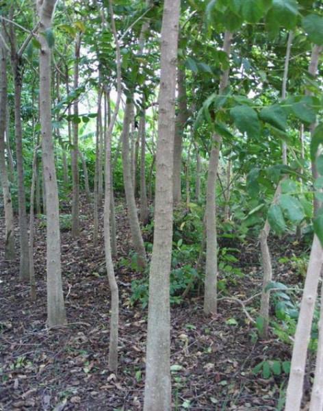 供應(yīng)火焰木5公分地苗-廣東哪里有火焰木5公分地苗批發(fā)基地。