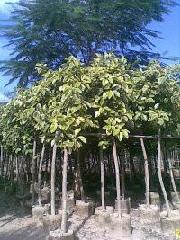 供應(yīng)廣東高山榕廣東優(yōu)質(zhì)采購