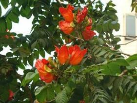 供應(yīng)火焰木5公分地苗-廣東哪里有火焰木5公分地苗批發(fā)基地。