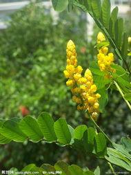 供應(yīng)鐵刀木價格，鐵刀木價錢，鐵刀木報價