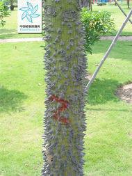 供應(yīng)美麗異木棉價(jià)格，美麗異木棉價(jià)錢，美麗異木棉報(bào)價(jià)