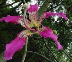 供應(yīng)美麗異木棉價(jià)格，美麗異木棉價(jià)錢，美麗異木棉報(bào)價(jià)