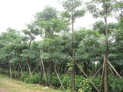 供應(yīng)揭陽盆架子基地，哪里盆架子*？