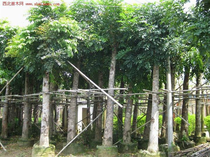 供應(yīng)廣東桃花心木廠家直銷，桃花心木生產(chǎn)廠家，桃花心木一顆多少錢