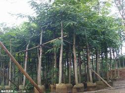 供應(yīng)鐵刀木價格，鐵刀木價錢，鐵刀木報價