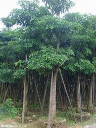 供應(yīng)揭陽盆架子基地，哪里盆架子*？