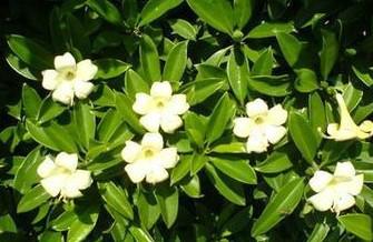 供應(yīng)普寧茉莉樹苗基地，茉莉樹苗種植基地，茉莉樹苗基地信賴廣東榕新苗圃