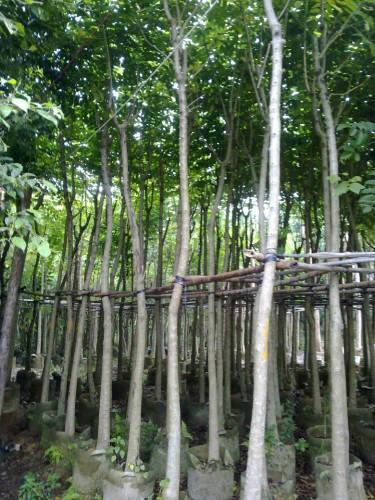 供應(yīng)火焰木5公分地苗-廣東哪里有火焰木5公分地苗批發(fā)基地。