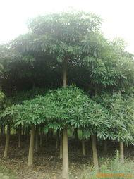 供應(yīng)揭陽盆架子基地，哪里盆架子*？