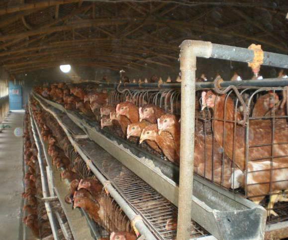 供應(yīng)河北青年雞廣東青年雞