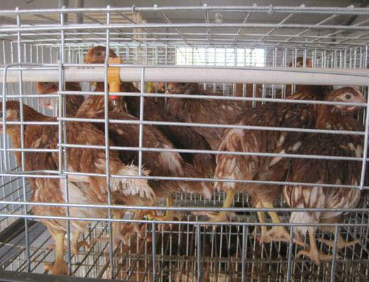 出售青年雞青年雞出售60日齡