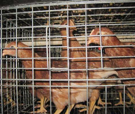 出售青年雞青年雞出售60日齡