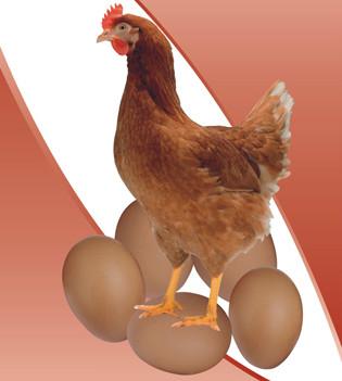 供應(yīng)青年雞價格