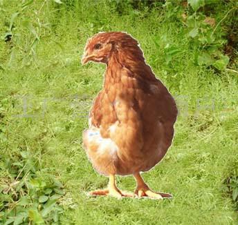 供應(yīng)青年雞價格