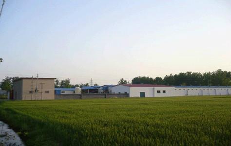 供應(yīng)湯陰青年雞青年雞