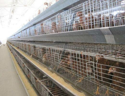 京紅育成雞育成雞價(jià)格