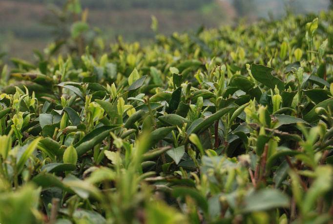 丽水市茶苗厂家供应茶苗 茶树苗 茶树苗批发价格