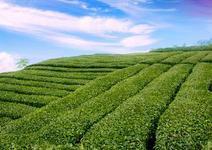供應(yīng)龍井長葉茶園*